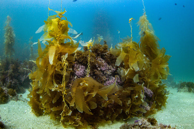 PADI Open Water Course