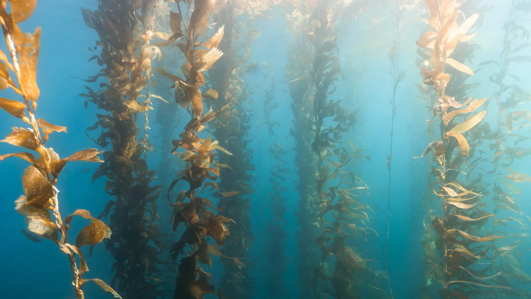 🌊 Channel Islands Scuba Dive Trip [March 22nd 2026]