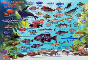 Casino Point, Catalina Island Dive Trip [July 27 2025]