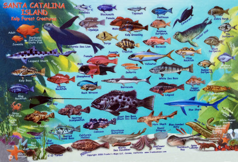 Casino Point, Catalina Island Dive Trip [July 27 2025]