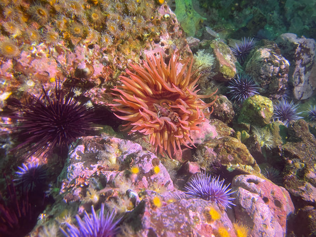 Dive San Miguel Island – Overnight Peace Boat Experience [Sept 6-7 2025]