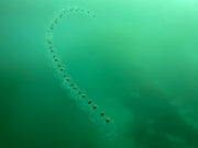 Dive San Miguel Island – Overnight Peace Boat Experience [Sept 6-7 2025]