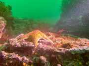 Dive San Miguel Island – Overnight Peace Boat Experience [Sept 6-7 2025]