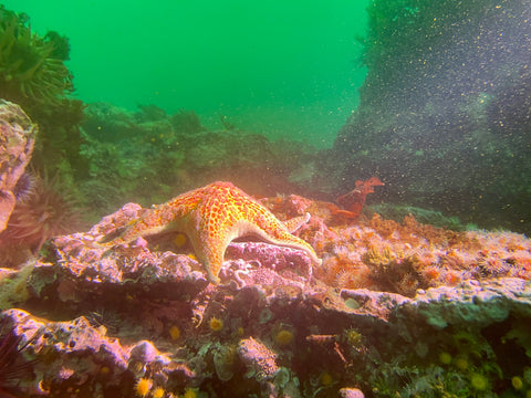 Dive San Miguel Island – Overnight Peace Boat Experience [Sept 6-7 2025]