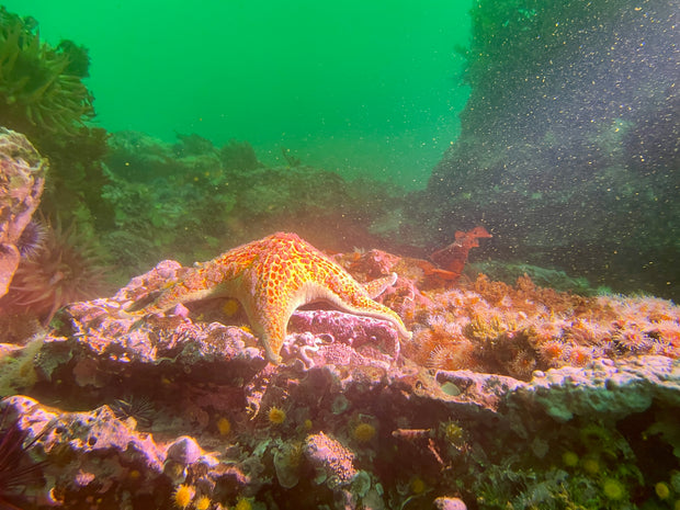 Dive San Miguel Island – Overnight Peace Boat Experience [Sept 6-7 2025]