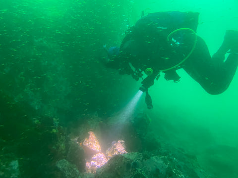 Dive San Miguel Island – Overnight Peace Boat Experience [Sept 6-7 2025]