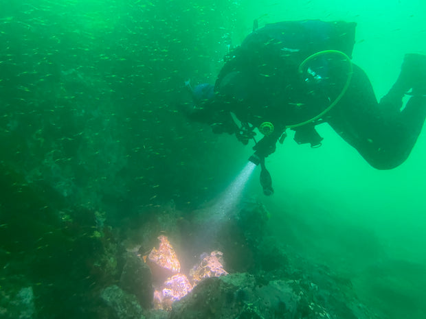 Dive San Miguel Island – Overnight Peace Boat Experience [Sept 6-7 2025]