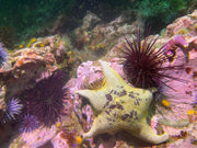 Dive San Miguel Island – Overnight Peace Boat Experience [Sept 6-7 2025]