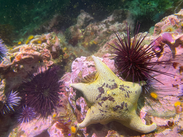 Dive San Miguel Island – Overnight Peace Boat Experience [Sept 6-7 2025]