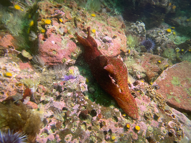 Dive San Miguel Island – Overnight Peace Boat Experience [Sept 6-7 2025]