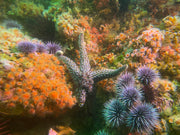 Dive San Miguel Island – Overnight Peace Boat Experience [Sept 6-7 2025]