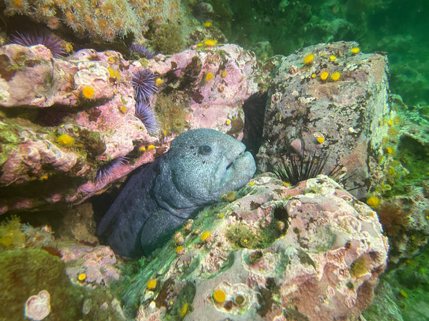 Dive San Miguel Island – Overnight Peace Boat Experience [Sept 6-7 2025]