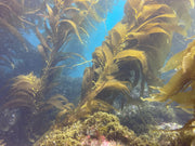 Casino Point, Catalina Island Dive Trip [Sept 21 2025]