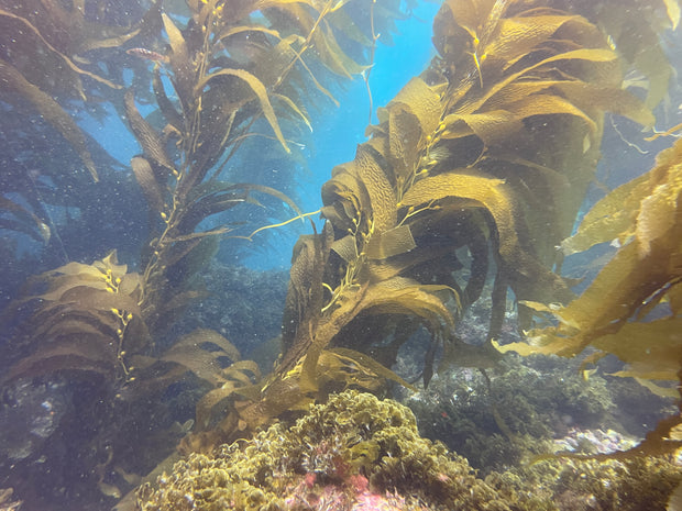 Casino Point, Catalina Island Dive Trip [Sept 21 2025]