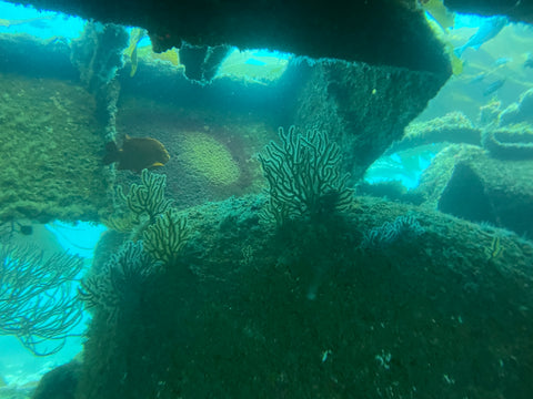 Casino Point, Catalina Island Dive Trip [August 10 2025]