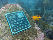 Casino Point, Catalina Island Dive Trip [Sept 21 2025]