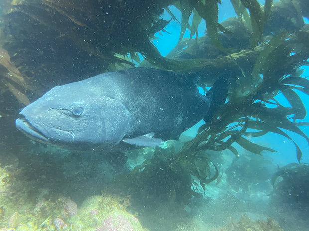 Giant Seabass swimming among seaweed in a marine setting