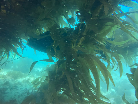 Casino Point, Catalina Island Dive Trip [August 10 2025]