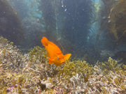 Casino Point, Catalina Island Dive Trip [Sept 21 2025]