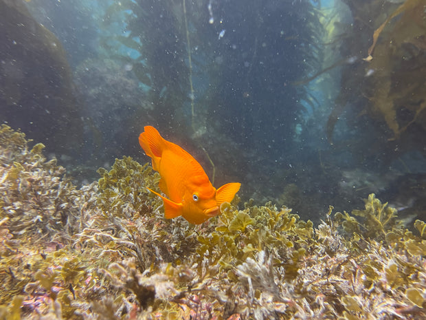 Casino Point, Catalina Island Dive Trip [Sept 21 2025]