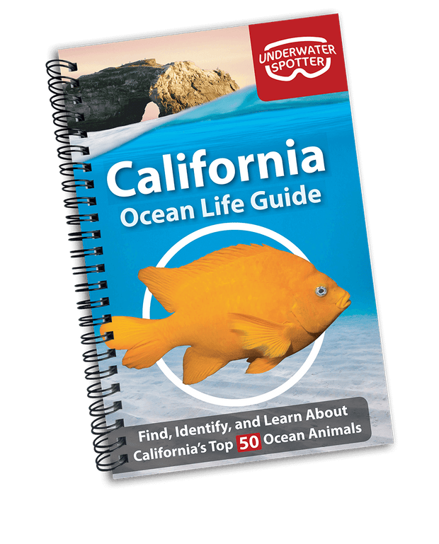 캘리포니아 해양 생물 가이드