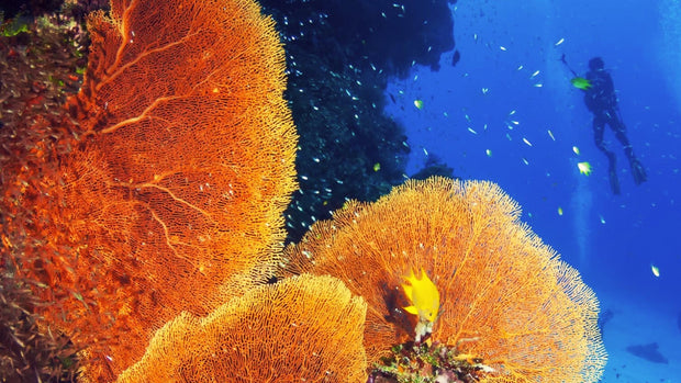 산호초 보호 전문 코스