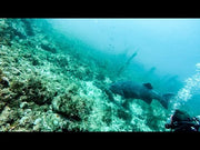Catalina Island Dive Trip [June 21 2020]